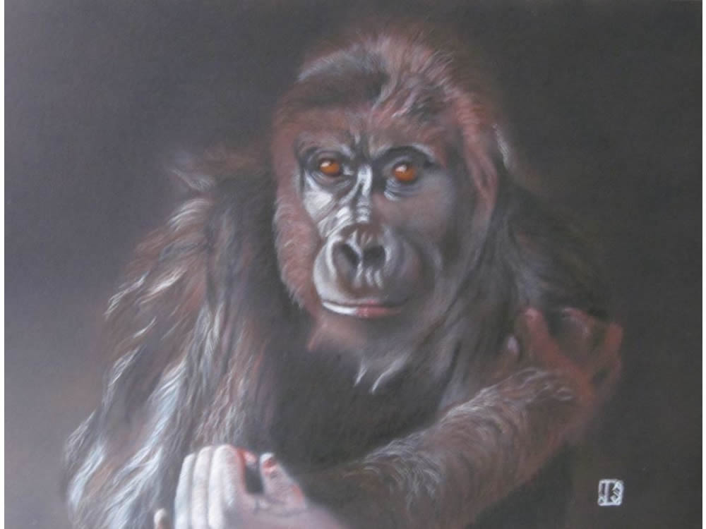 Female Gorilla